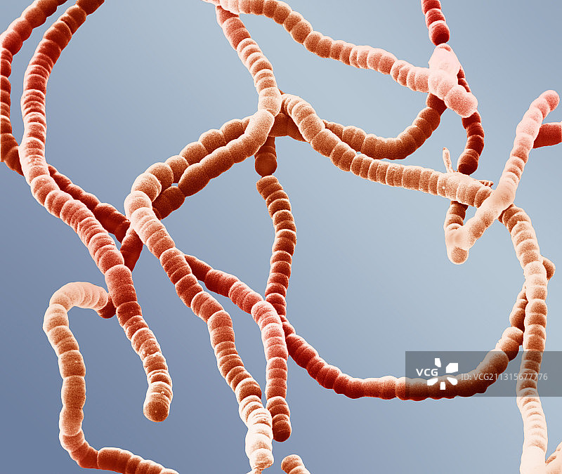 链球菌图片素材