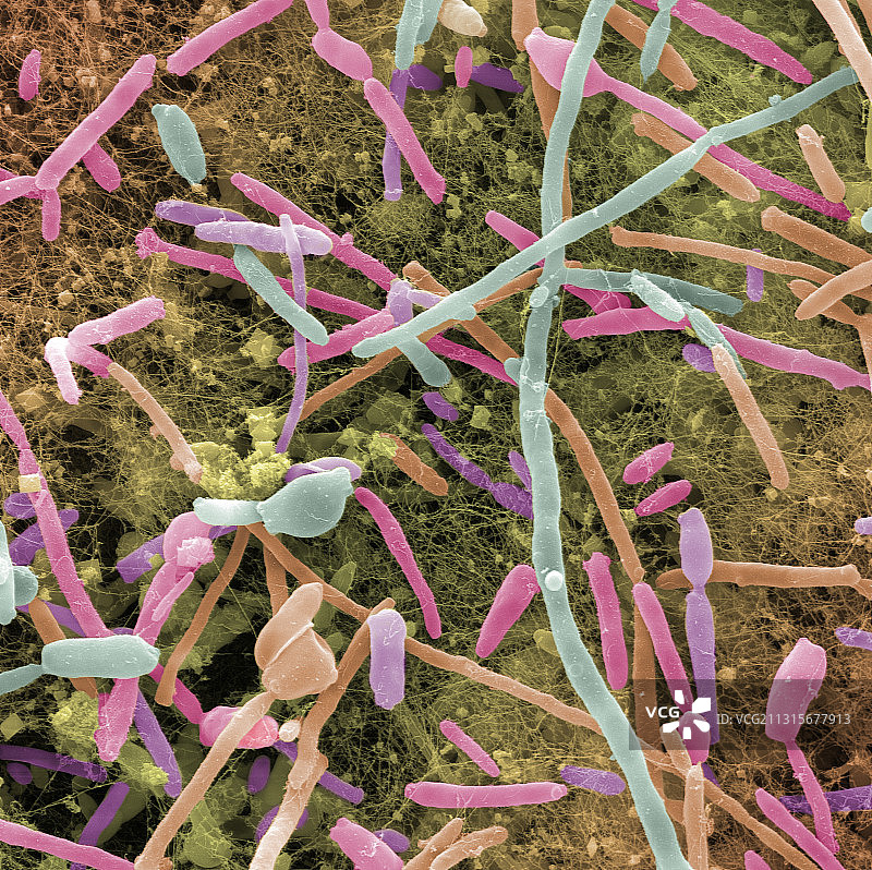 康普茶，SEM图片素材