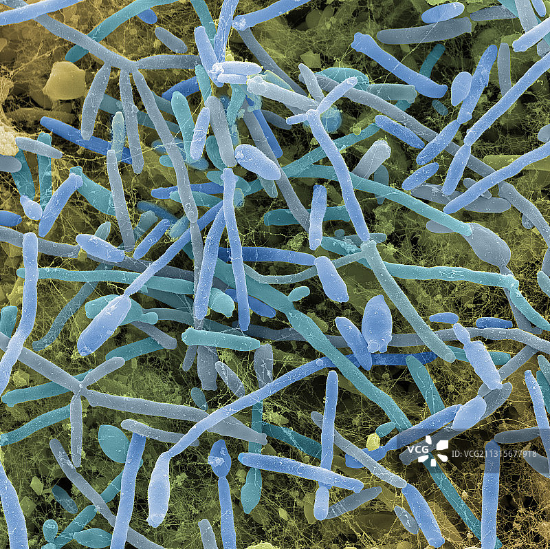 康普茶扫描电镜图图片素材