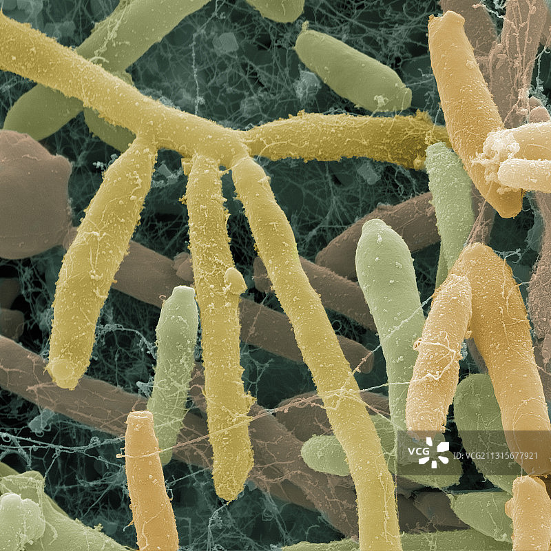 康普茶，SEM图片素材