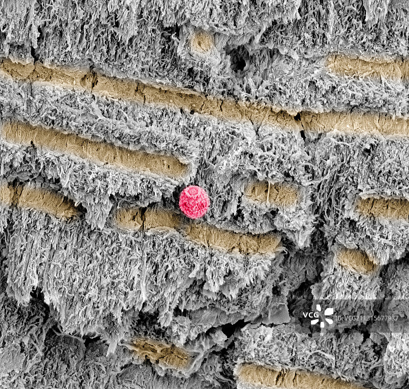 猛犸象牙，扫描电镜图图片素材