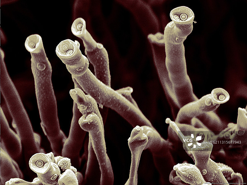 巨孢枝孢霉图片素材