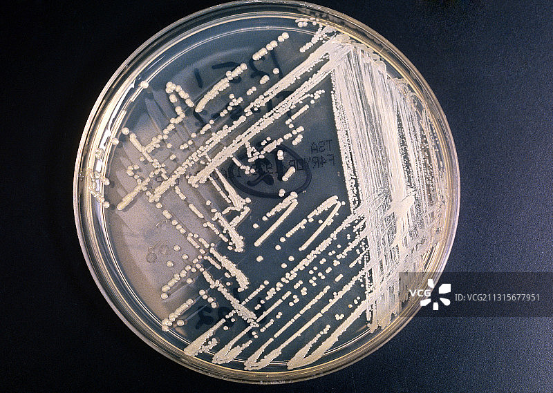 耐甲氧西林金黄色葡萄球菌图片素材