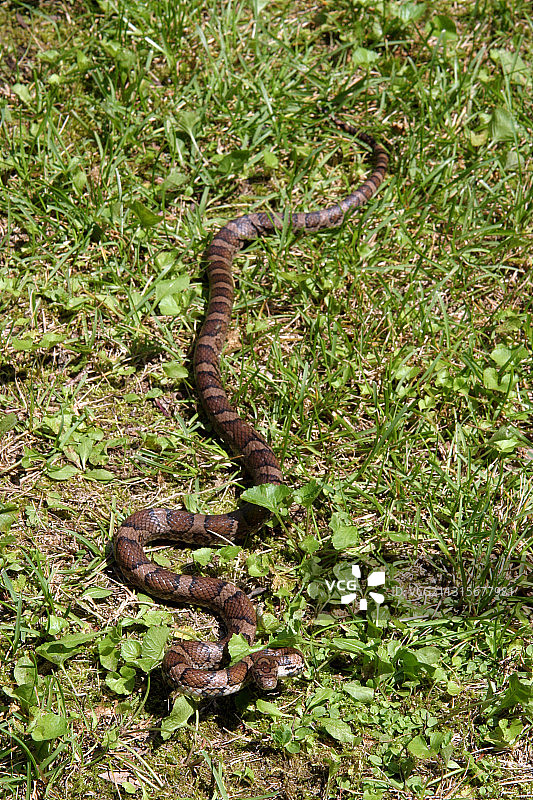 东部乳蛇图片素材