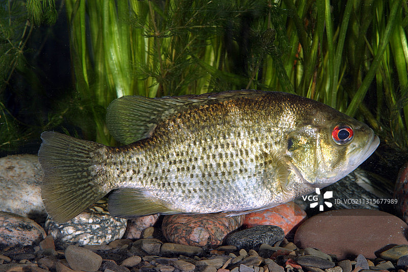 石斑鱼图片素材