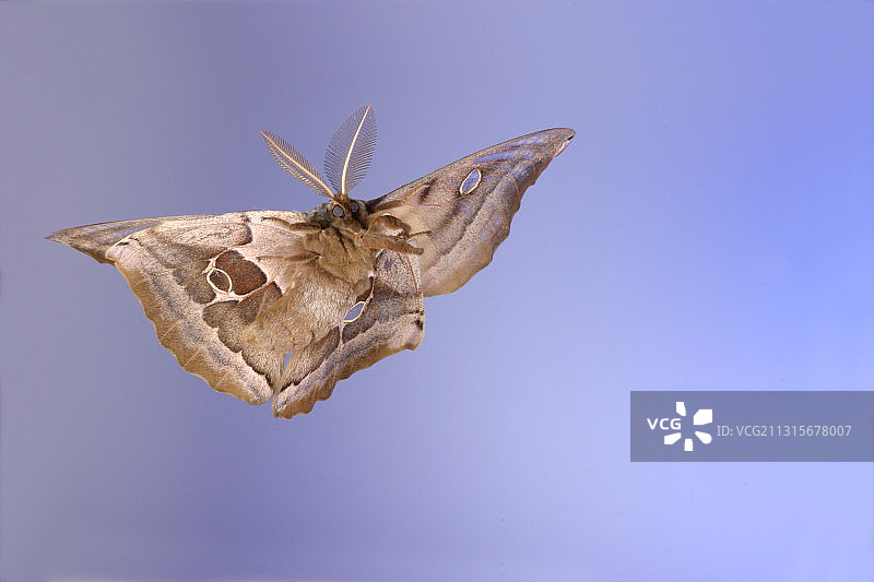 大蚕蛾图片素材