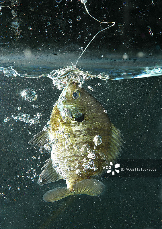 一条被钩住的蓝鳃太阳鱼图片素材