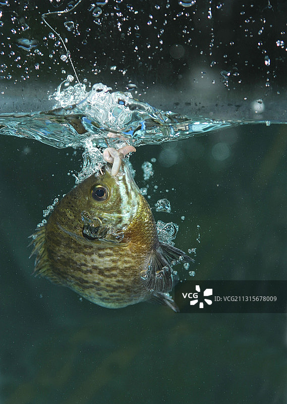 一条被钩住的蓝鳃太阳鱼图片素材
