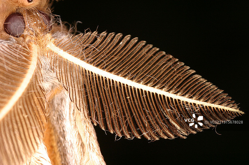 大蚕蛾图片素材