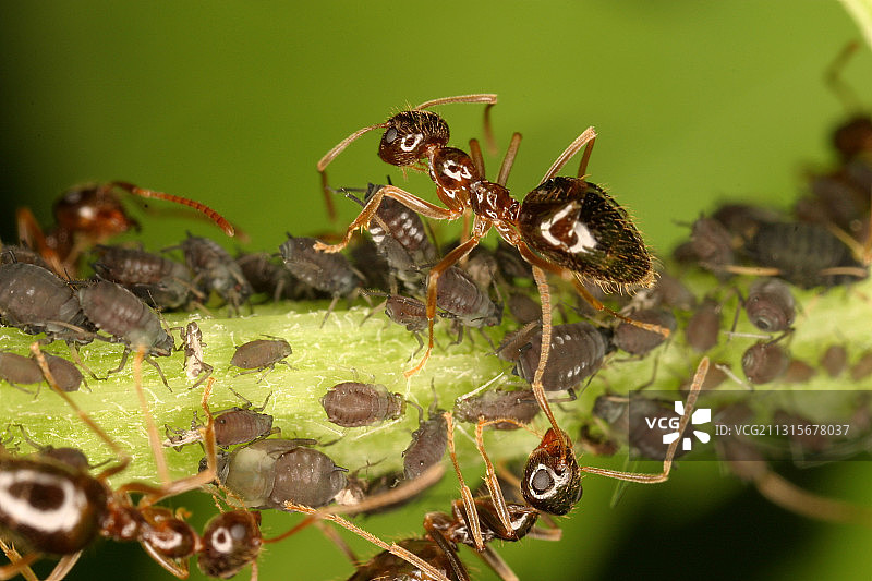 蚂蚁照料蚜虫图片素材