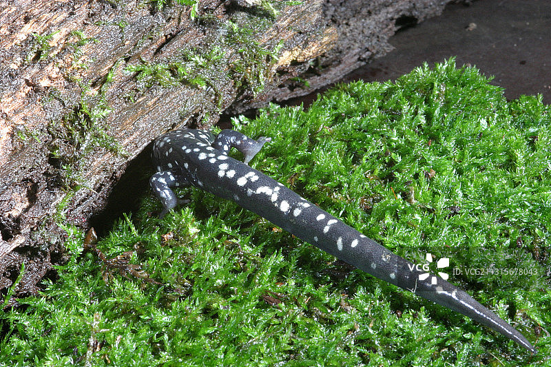 黏糊糊的蝾螈图片素材