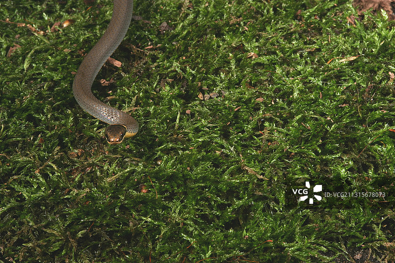 北方环颈蛇图片素材