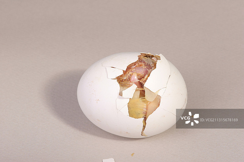 小鸡孵化：7/22图片素材