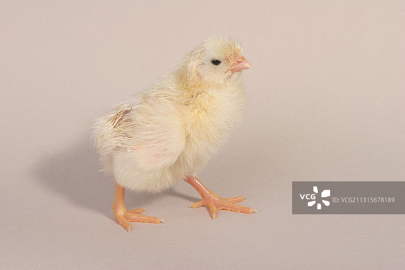 小鸡孵化：22之22图片素材