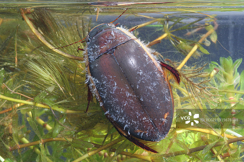 潜水甲虫图片素材