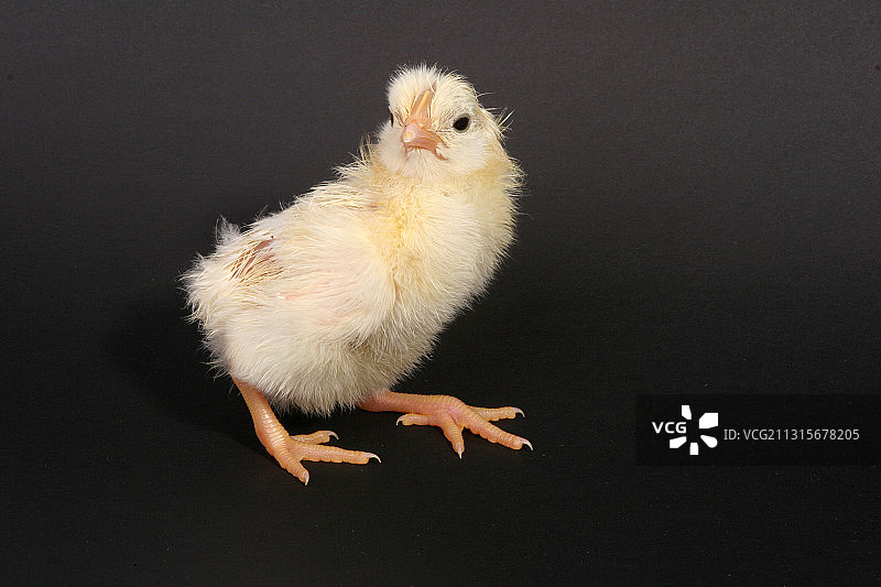 白色来亨鸡图片素材