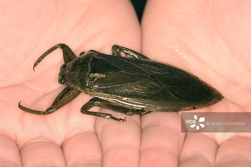 巨型田鳖图片素材