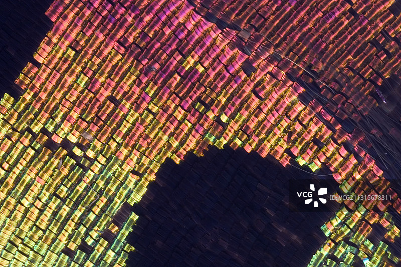 日落蛾图片素材