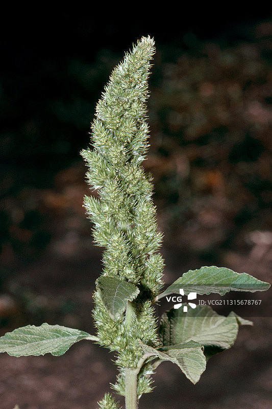 红根苋图片素材