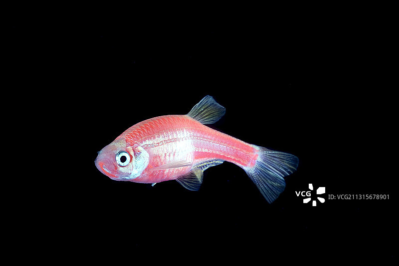 基因工程斑马鱼图片素材