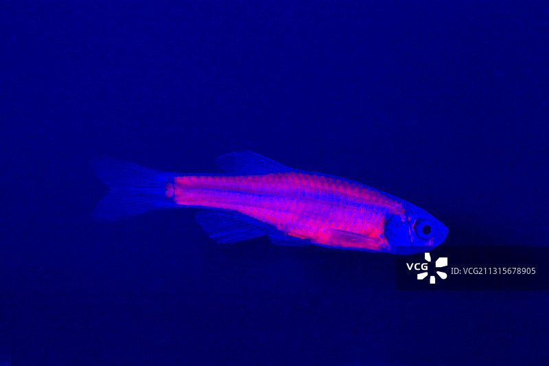 基因工程斑马鱼图片素材