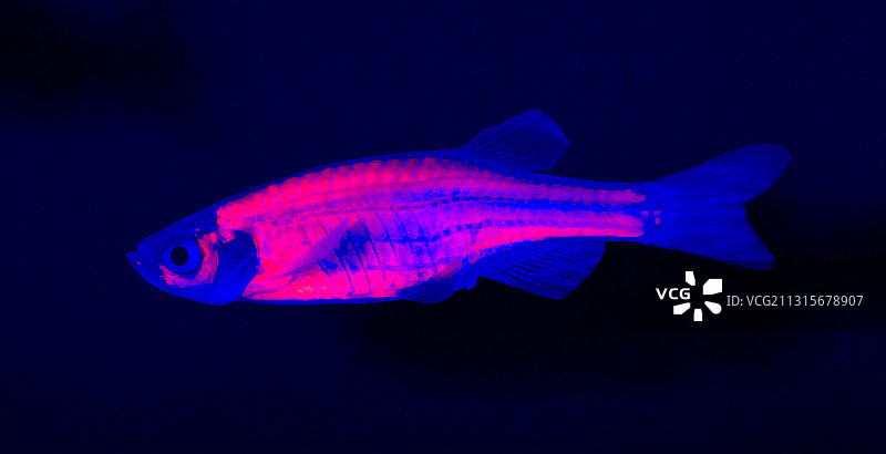 基因工程斑马鱼图片素材