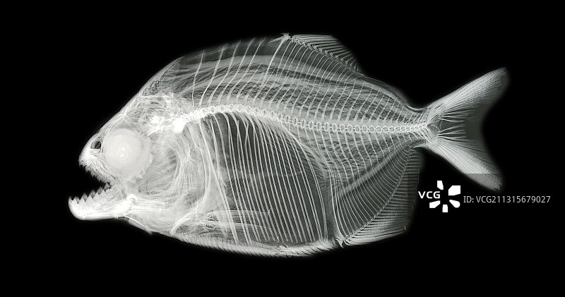 红腹食人鱼图片素材