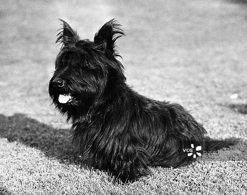 法拉，罗斯福总统心爱的苏格兰梗犬图片素材