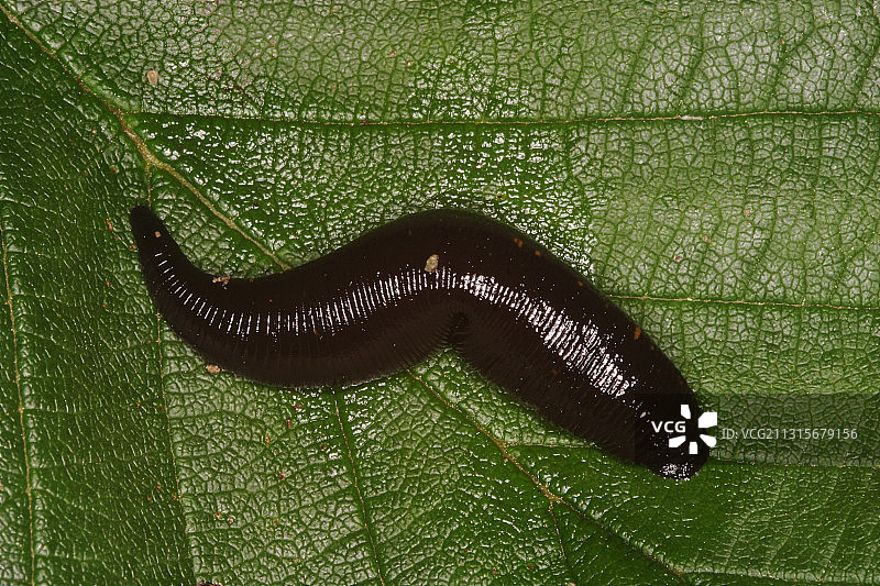 水蛭图片素材