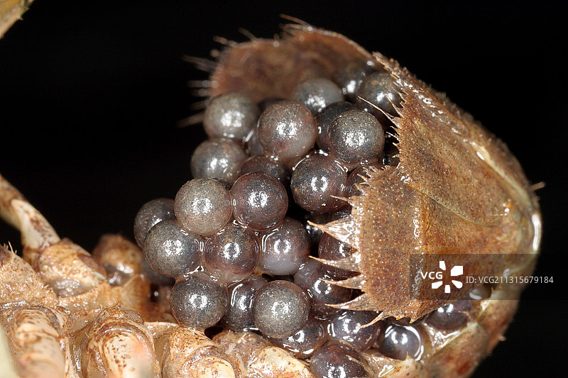 小龙虾上的鸡蛋图片素材