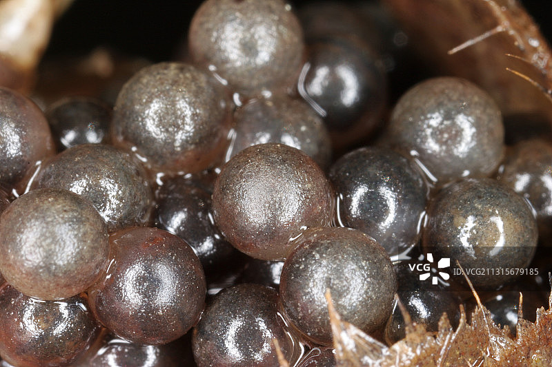 小龙虾上的鸡蛋图片素材