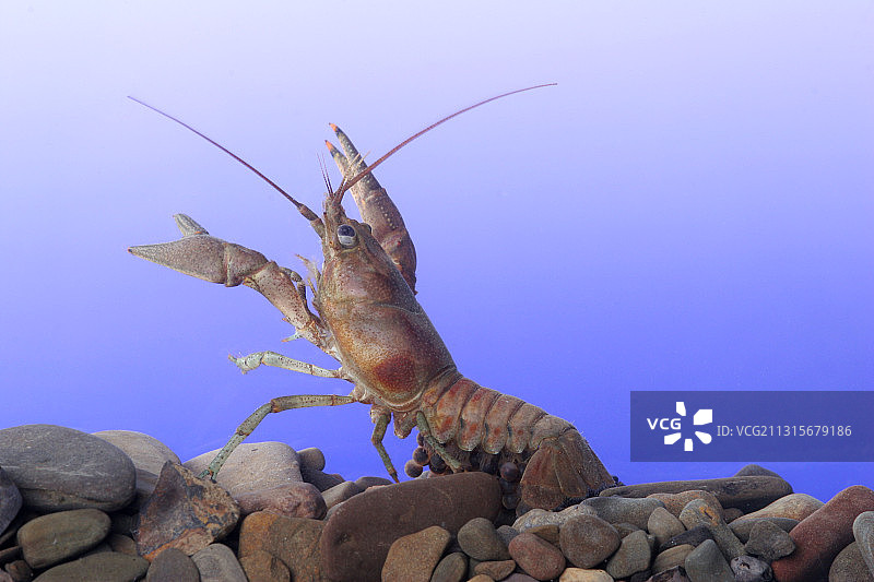 雌性锈色螯虾图片素材