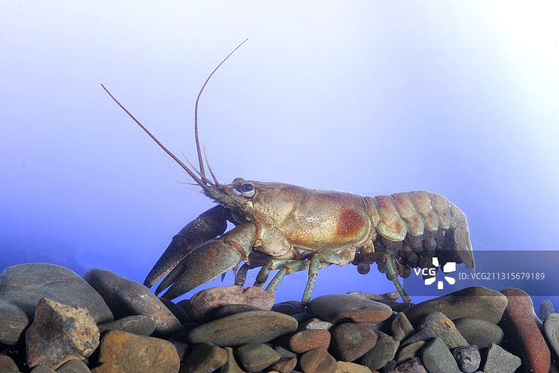 雌性锈色螯虾图片素材