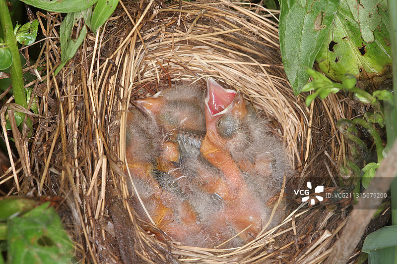 红翅黑鹂雏鸟图片素材