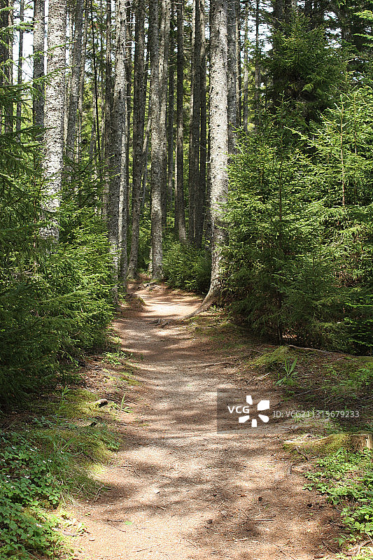 森林小径图片素材
