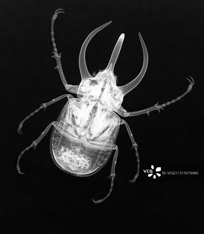阿特拉斯甲虫X光片图片素材