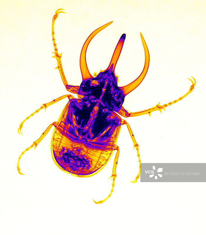 阿特拉斯甲虫X光片图片素材