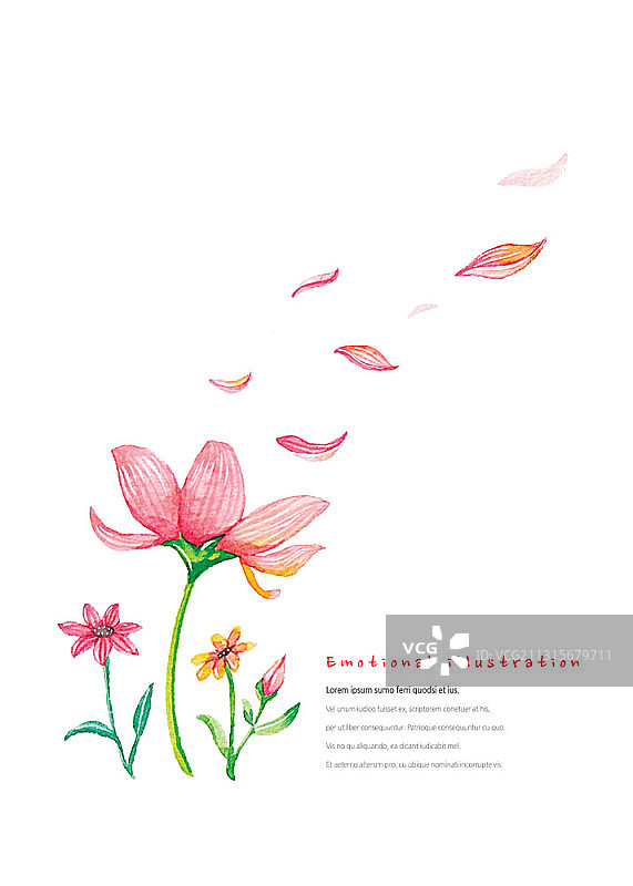 白色背景上的三朵花和花瓣插画图片素材