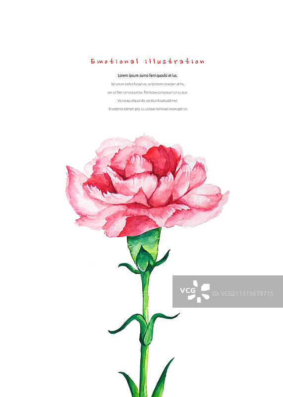 白色背景上的红色康乃馨情感插画图片素材