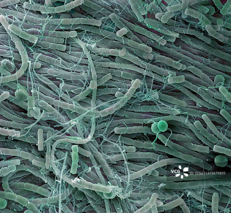 极端微生物群落图片素材