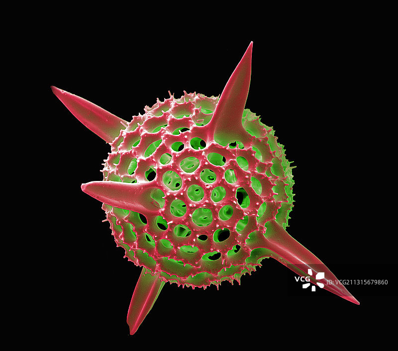 放射虫扫描电镜图片素材