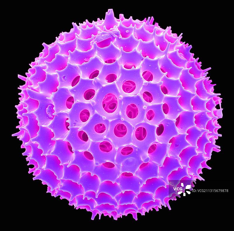 放射虫扫描电镜图片素材