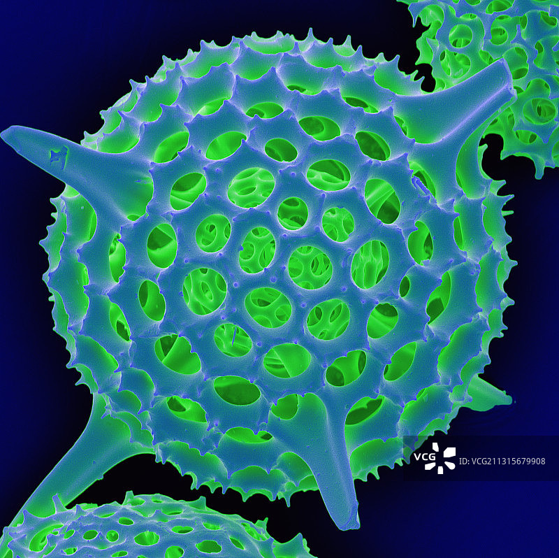 放射虫扫描电镜图片素材