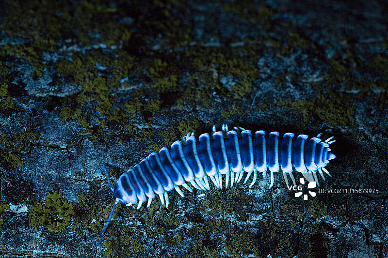 荧光马陆图片素材