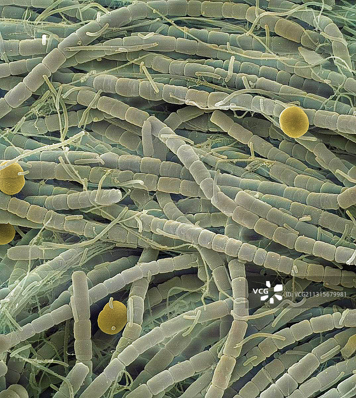 极端微生物群落图片素材