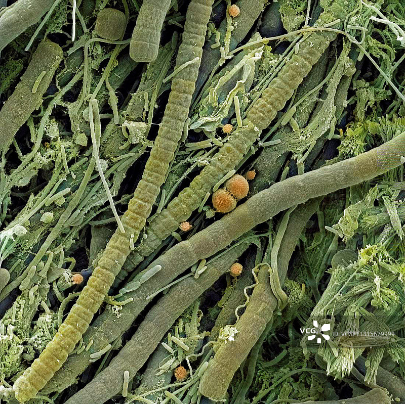 极端微生物群落图片素材