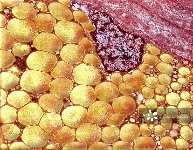 人体脂肪细胞图片素材