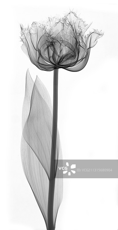 X光郁金香图片素材