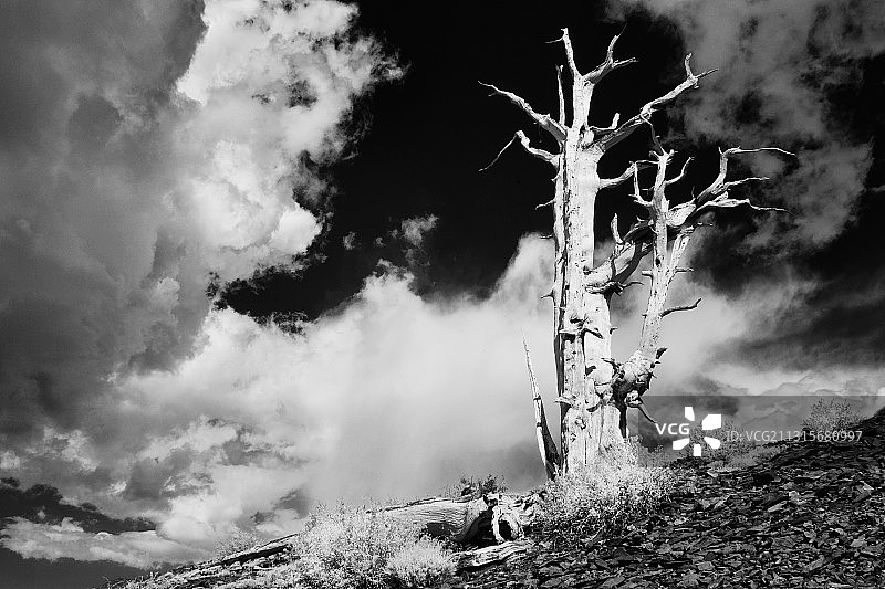 狐尾松图片素材