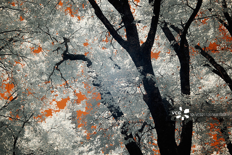 黑色红外橡树图片素材